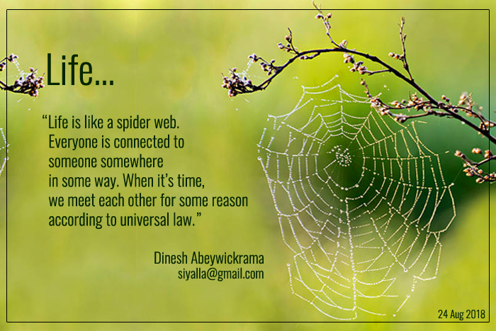 Life is like a Spider web by Dinesh Abeywickrama