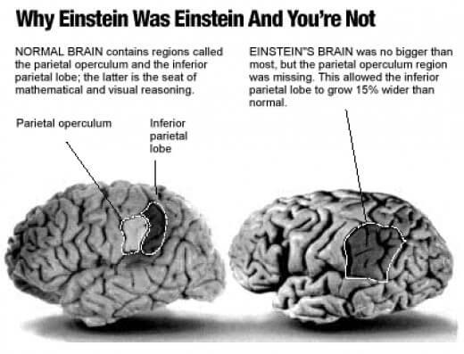 Albert Einstein brain holland township school webpage